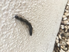 Ommatoiulus sabulosus aimatopodus