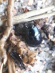 Hypocaccus rugifrons