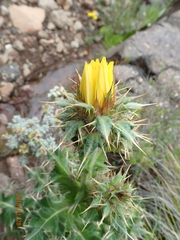 Berkheya macrocephala