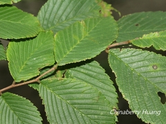 Ulmus uyematsui