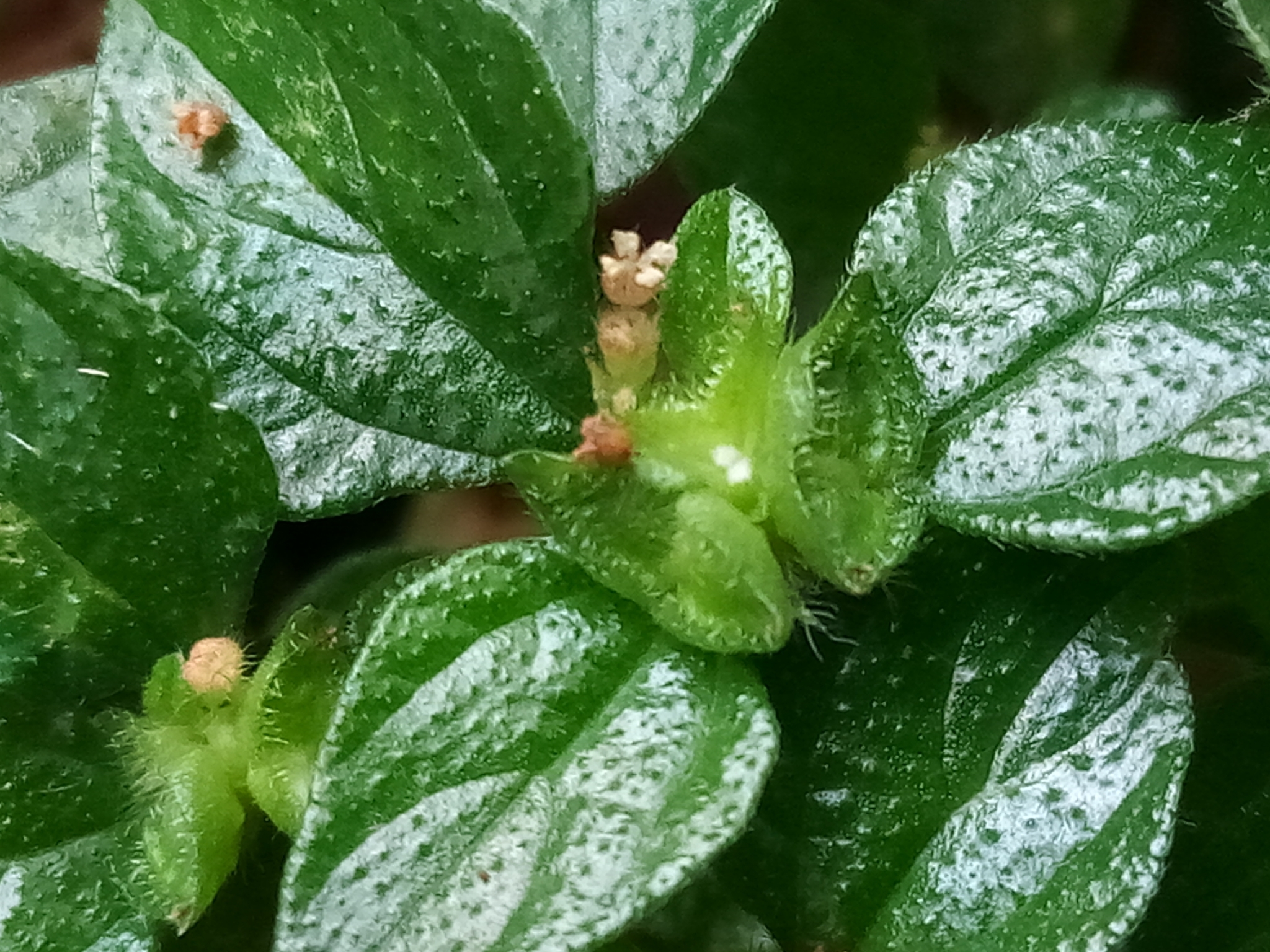 Rousselia humilis