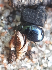 Hypocaccus rugifrons