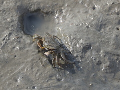 Macrophthalmidae