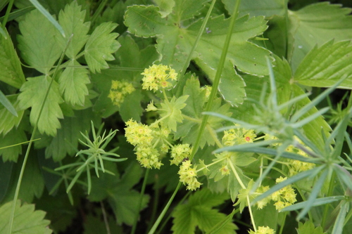 Image of Alchemilla subcrenata by (c) Maxim Shashkov, some rights reserved (CC BY)