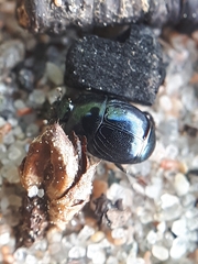 Hypocaccus rugifrons