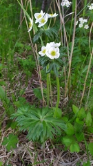 Anemonastrum crinitum