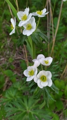 Anemonastrum crinitum