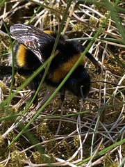 Bombus