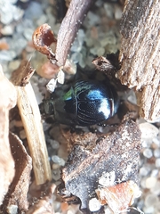 Hypocaccus rugifrons