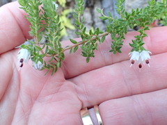 Erica lehmannii