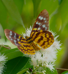 Dysphania subrepleta