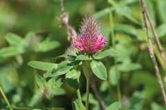 Trifolium rubens