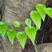 Stephania japonica - Photo (c) 葉子, osa oikeuksista pidätetään (CC BY-NC), uploaded by 葉子