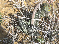 Gonialoe variegata