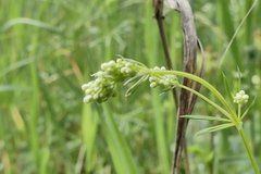 Galium pumilum