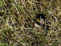 Bombus
