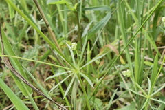 Galium pumilum