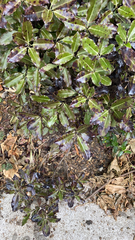 Pittosporum eugenioides