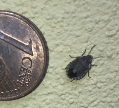 Sciocoris sideritidis