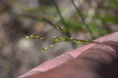 Dichanthelium perlongum