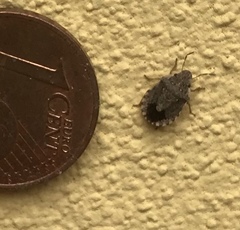 Sciocoris sideritidis