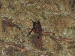 Saccopteryx leptura