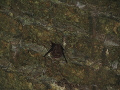 Saccopteryx leptura