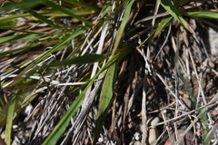 Dichanthelium perlongum