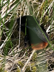 Bombus lapidarius
