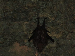 Saccopteryx leptura