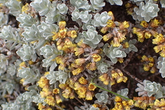 Helichrysum lineatum