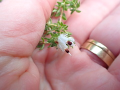 Erica lehmannii