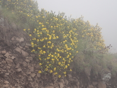 Helichrysum lineatum