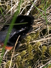 Bombus lapidarius