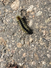 Lophocampa ingens