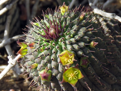 Hoodia flava (N.E.Br.) Plowes 4
