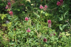 Trifolium rubens