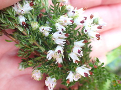 Erica lehmannii