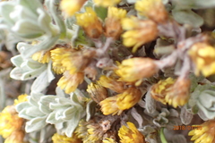 Helichrysum lineatum