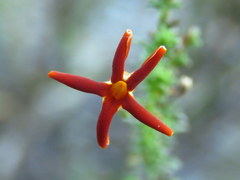 Jamesbrittenia atropurpurea