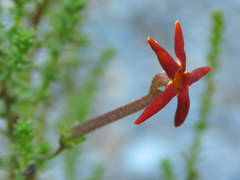 Jamesbrittenia atropurpurea