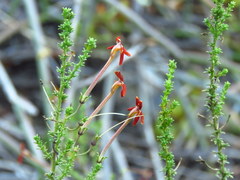 Jamesbrittenia atropurpurea
