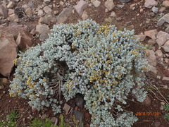 Helichrysum lineatum
