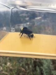 Bombus