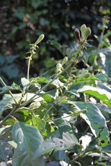 Justicia adhatodoides