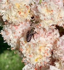 Anthophila