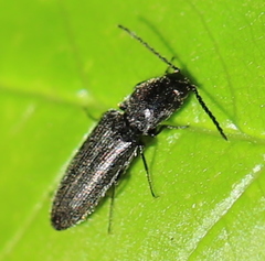 Limonius minutus