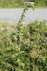 Epipactis provincialis