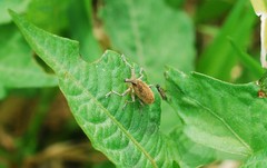 Lixus impressiventris