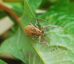 Lixus impressiventris